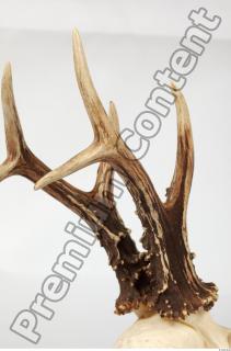 Skull Deer 0058